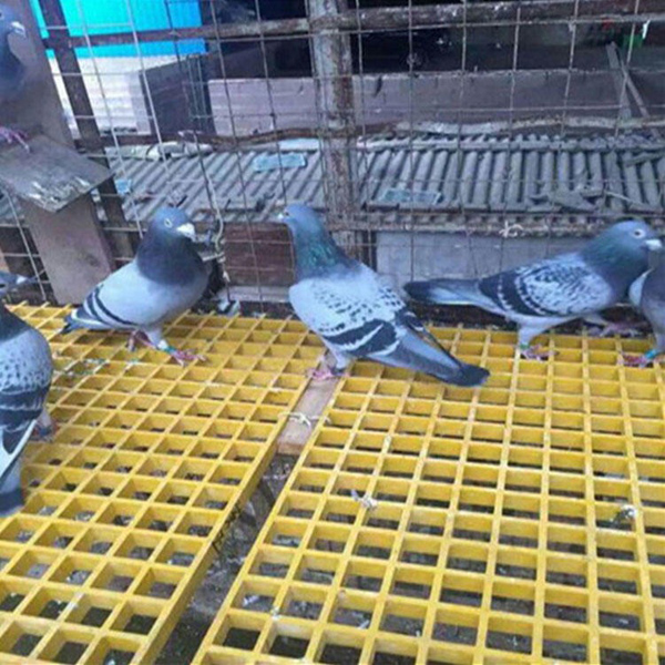 鴿舍